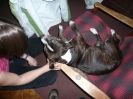 Photos gallery (34)